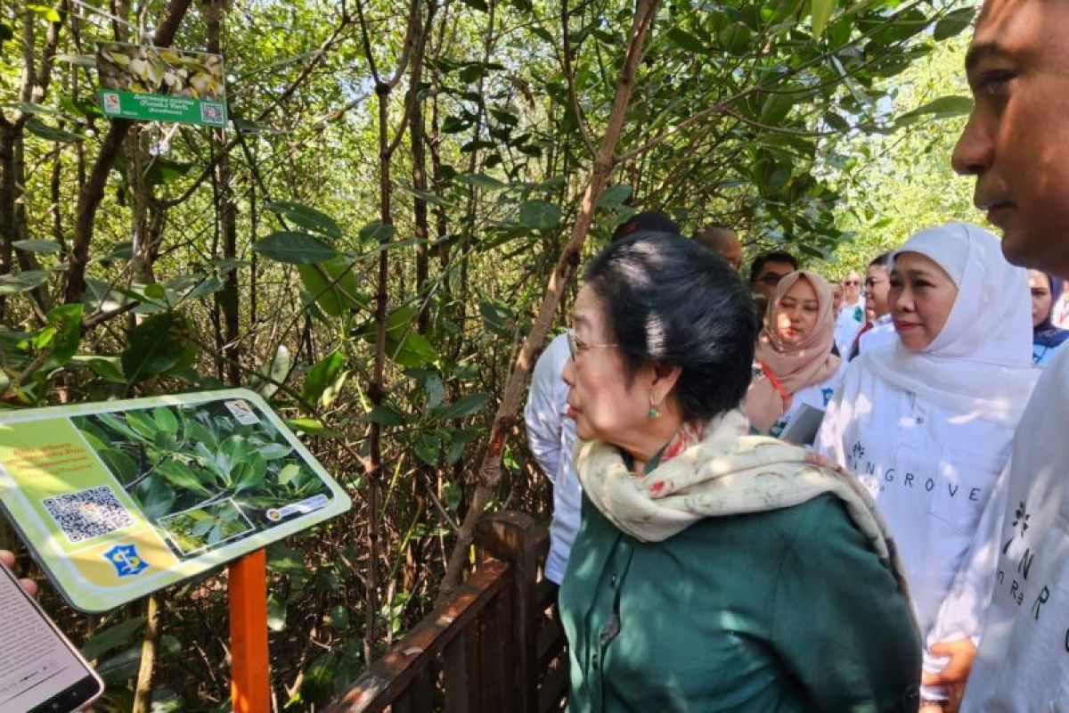 Megawati resmikan hutan mangrove di Surabaya sebagai Kebun Raya