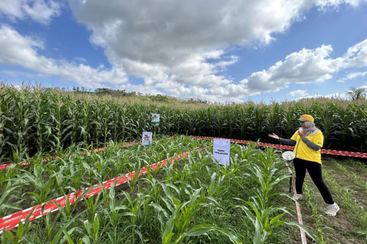 Kementan minta industri produksi benih induk jagung hibrida di RI