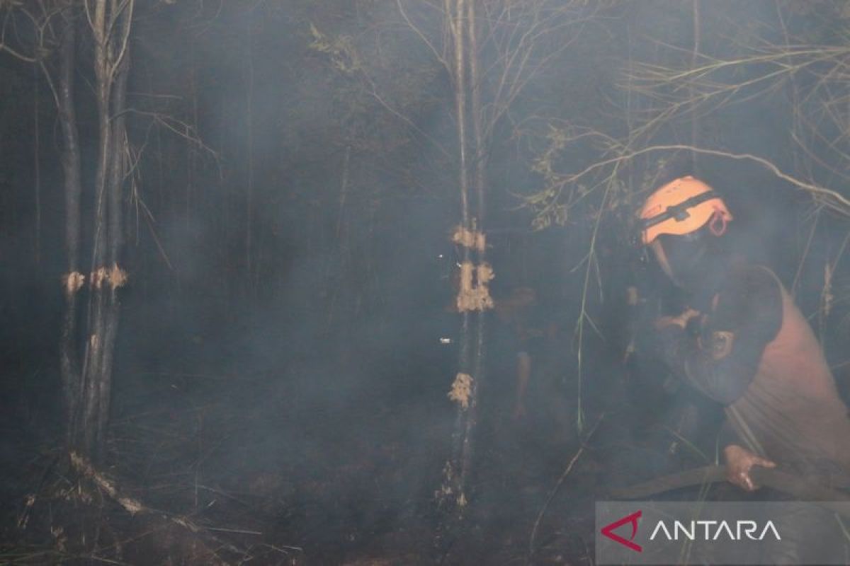 Forest and land fires burn South Kalimantan's UIN area