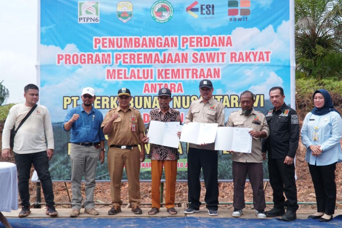 PTPN VI targetkan peremajaan 500 hektare areal kebun sawit di Jambi