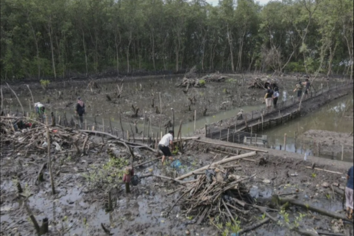 Polisi tangkap seorang perusak hutan mangrove