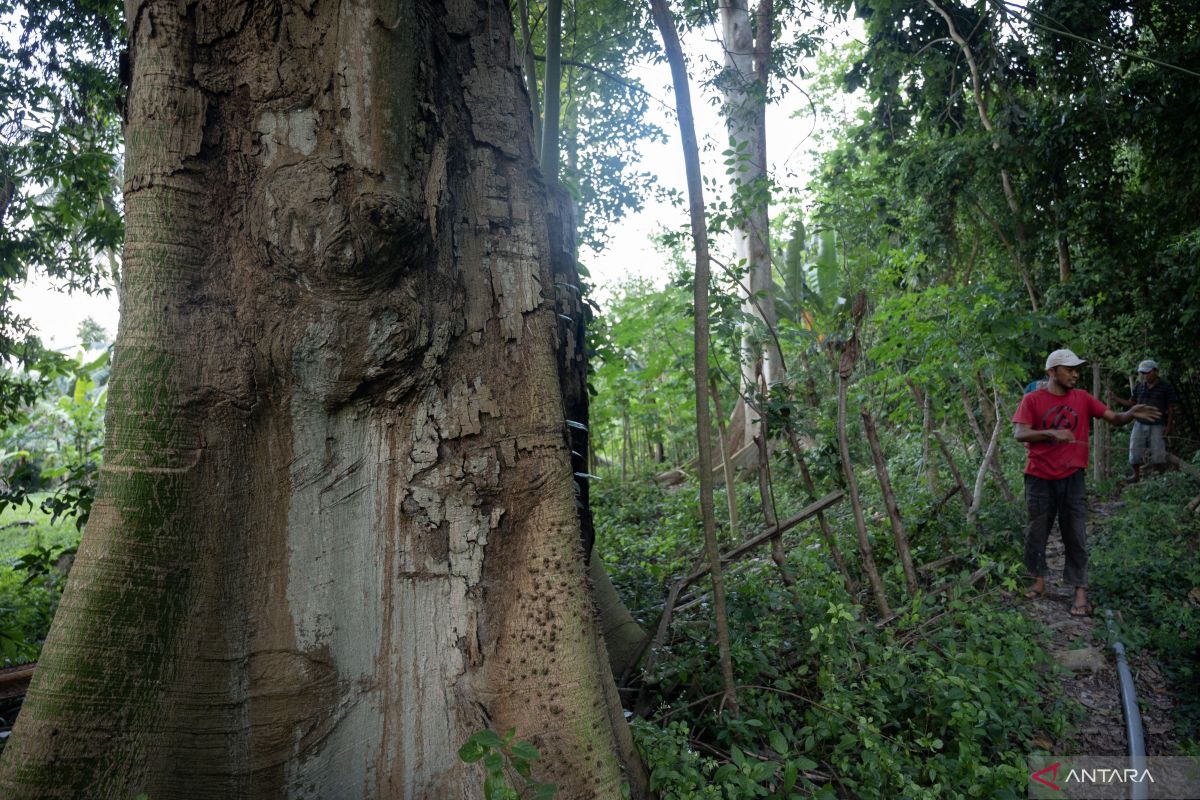 Peneliti menyoroti pentingnya kearifan lokal dalam pengelolaan hutan