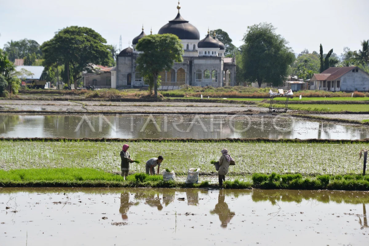 BSIP Aceh Targetkan Produksi 7 Ton Benih Padi Terstandar - ANTARA News Aceh