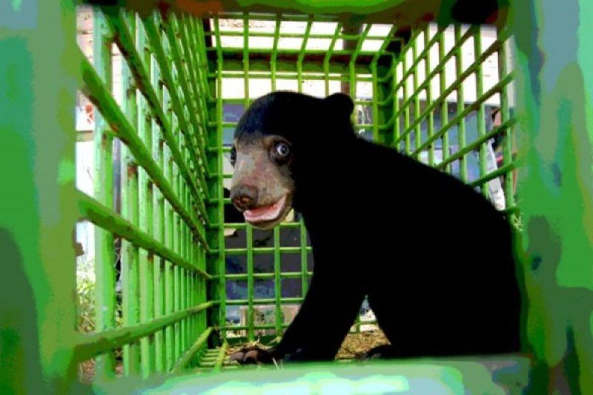 Bayi beruang madu diserahkan warga Indragiri Hulu ke BKSDA Riau