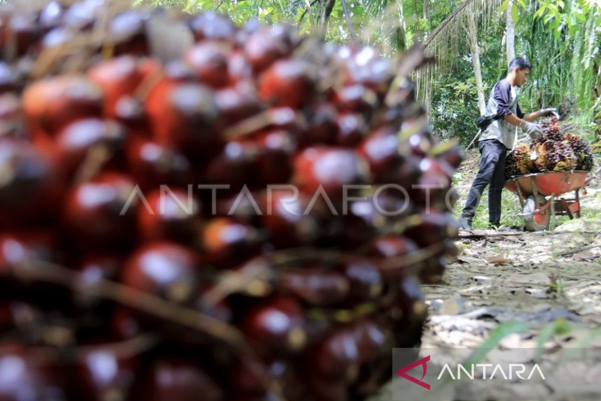 Harga jual TBS kelapa sawit di Nagan Raya naik jadi Rp1.940/kg