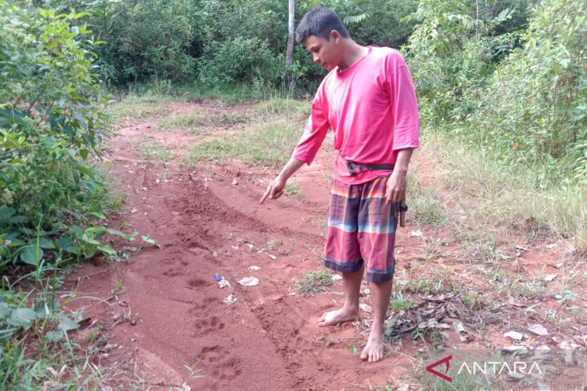 Berkeliaran di desa, BKSDA Bengkulu upayakan usir harimau di Mukomuko