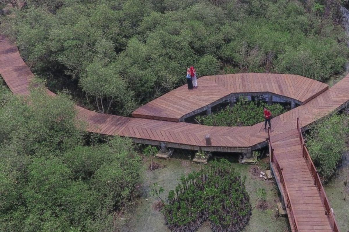 Menengok keunikan Kebun Raya Mangrove pertama di Indonesia