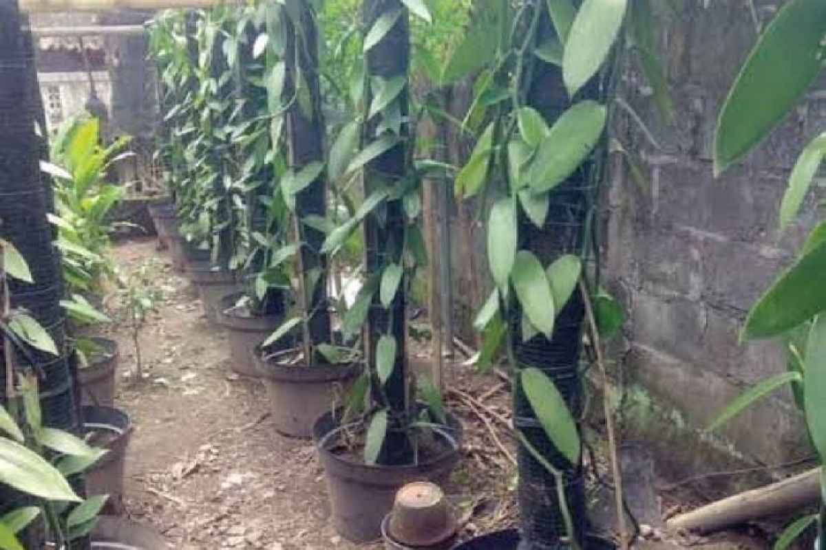 Dinas Pertanian Biak ajak warga kampung budidaya tanaman vanili