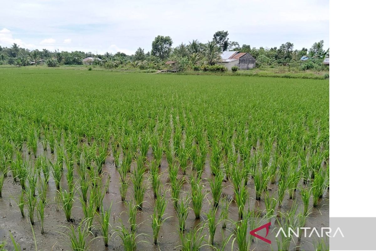 Produksi padi di Belitung semester pertama 2023 capai 323 ton