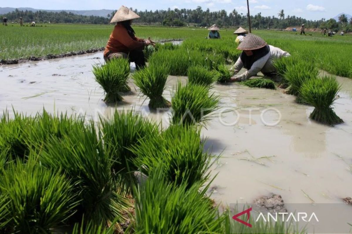 Produksi benih padi di Aceh turun pada semester I 2023, dampak El Nino