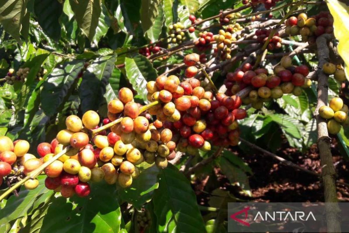 Bupati minta petani tetap jaga kualitas kopi Temanggung