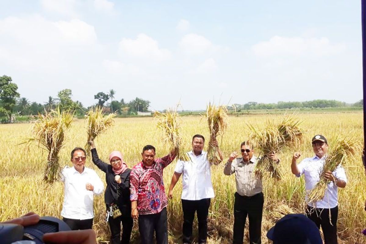 Ketua DPRD dampingi Ketua Komisi IV DPR-RI panen raya di Lampung Tengah