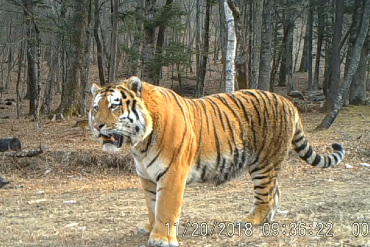 China capai progres penting dalam perlindungan harimau siberia