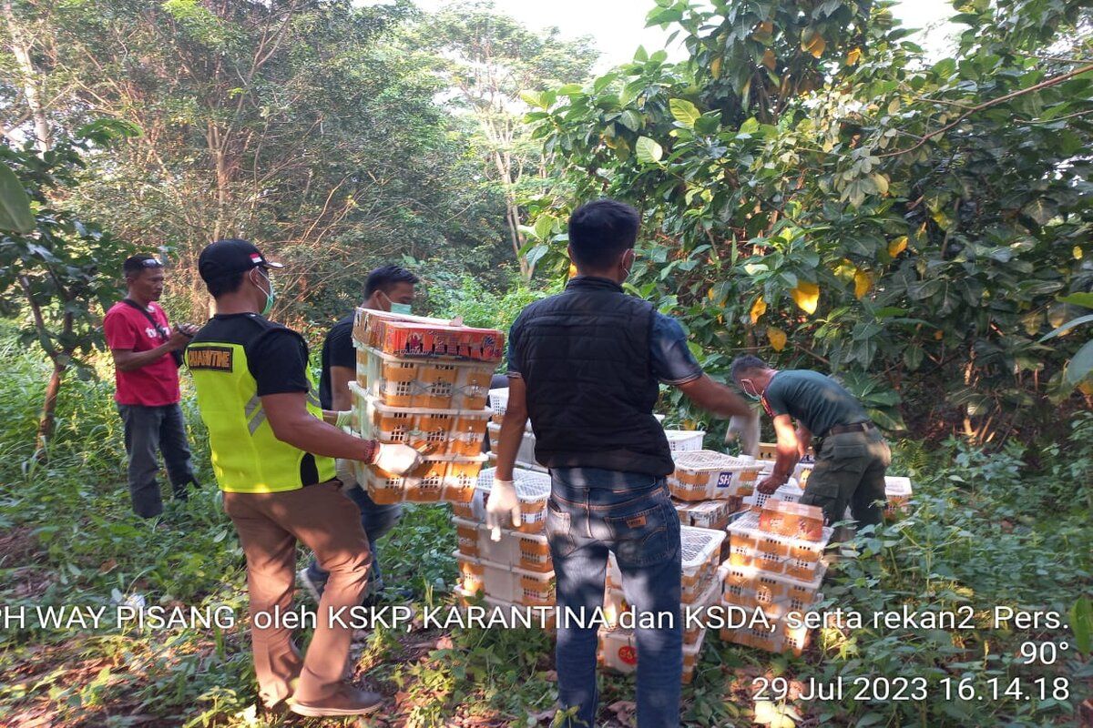 Ribuan burung di Lampung terbebas dari sangkar