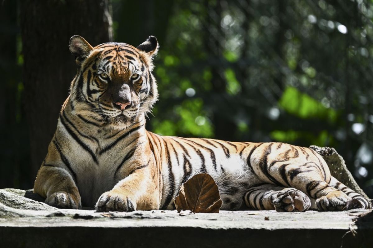 Album Asia: Zoo Negara di Malaysia peringati Hari Harimau Sedunia