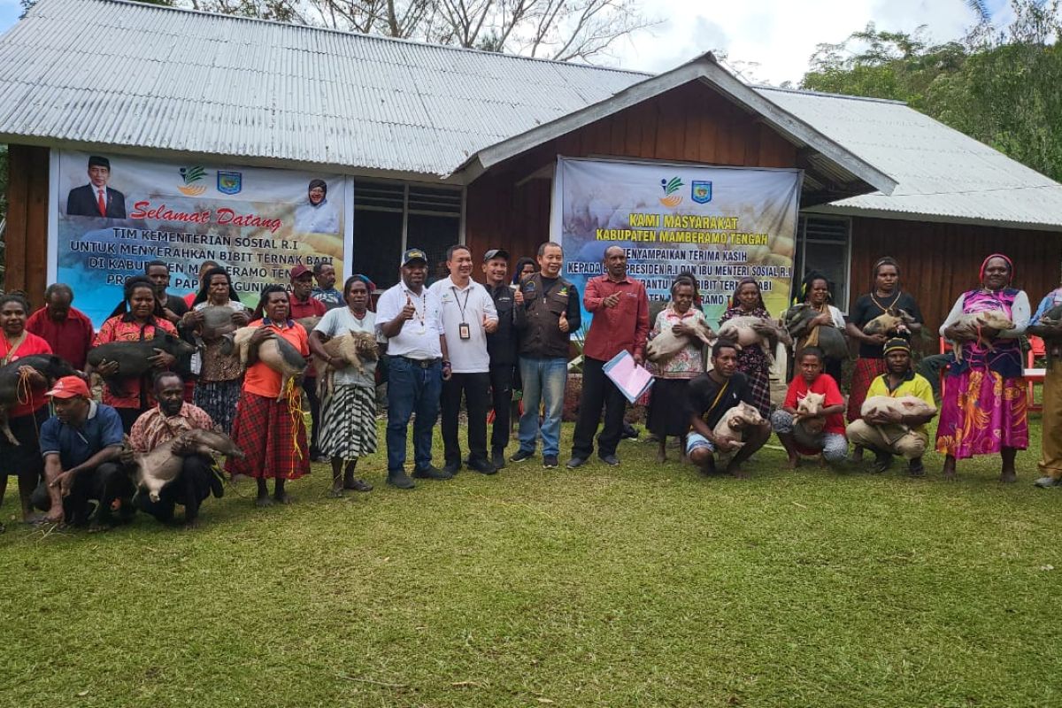 Mensos beri bantuan 1.000 ekor babi ke warga Papua Pegunungan