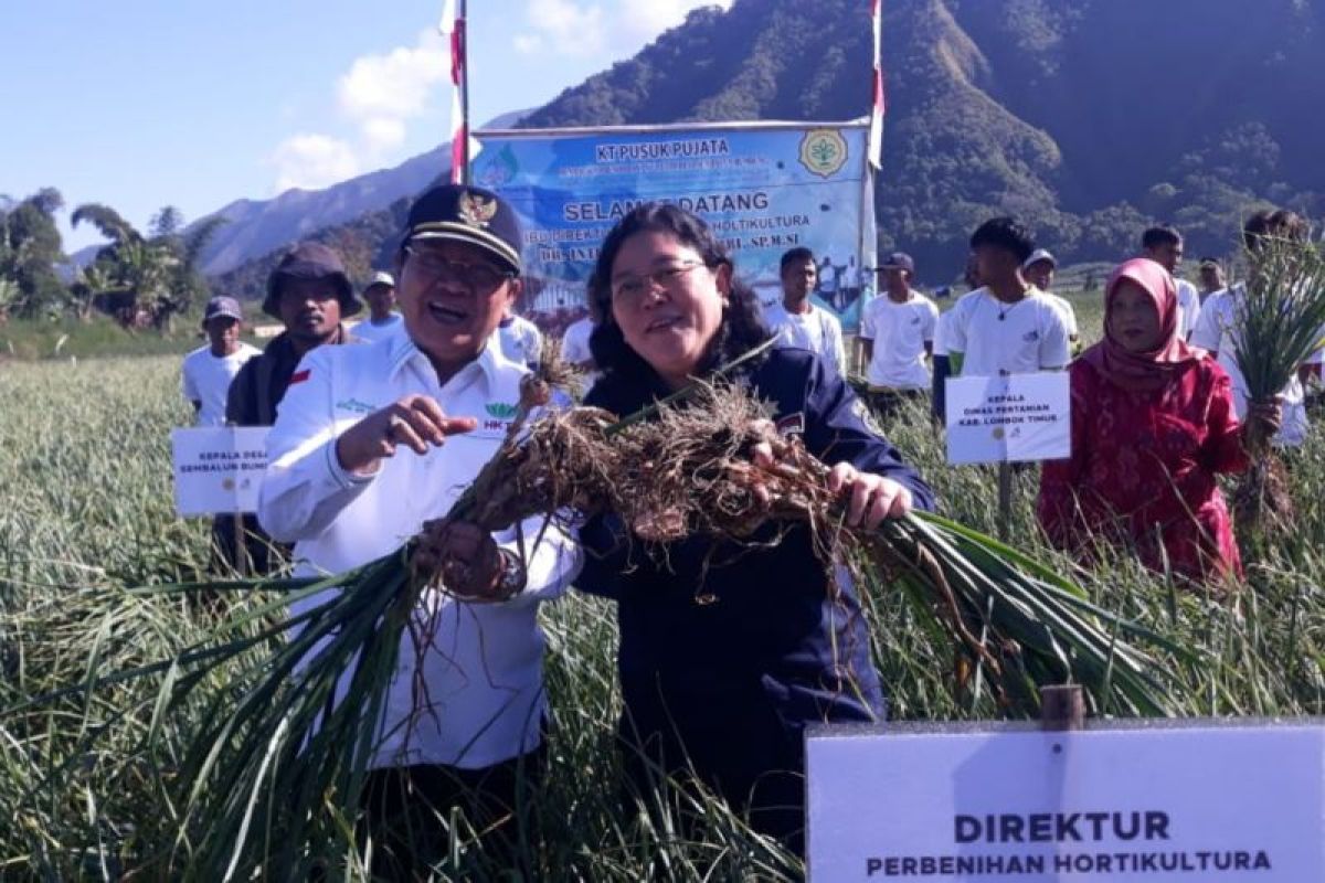 Direktur Pembenihan Holtikultura dan Wakil Bupati Lombok Timur panen raya bawang putih di kaki Rinjani