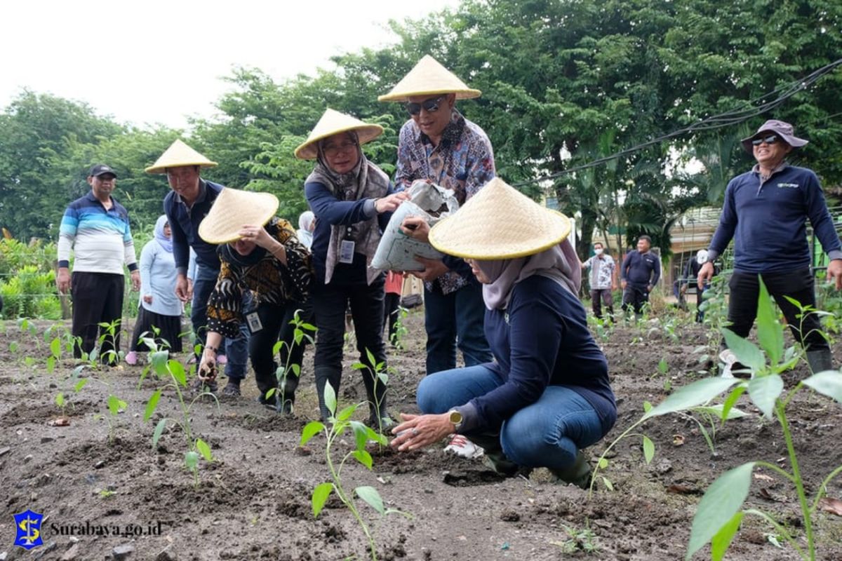Pemkot Surabaya tanam sembilan bahan pangan pengganti padi dengan mafaatkan lahan idle