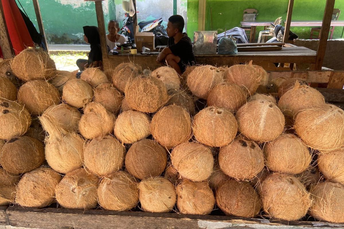 Omset penjualan kelapa di Gorontalo turun