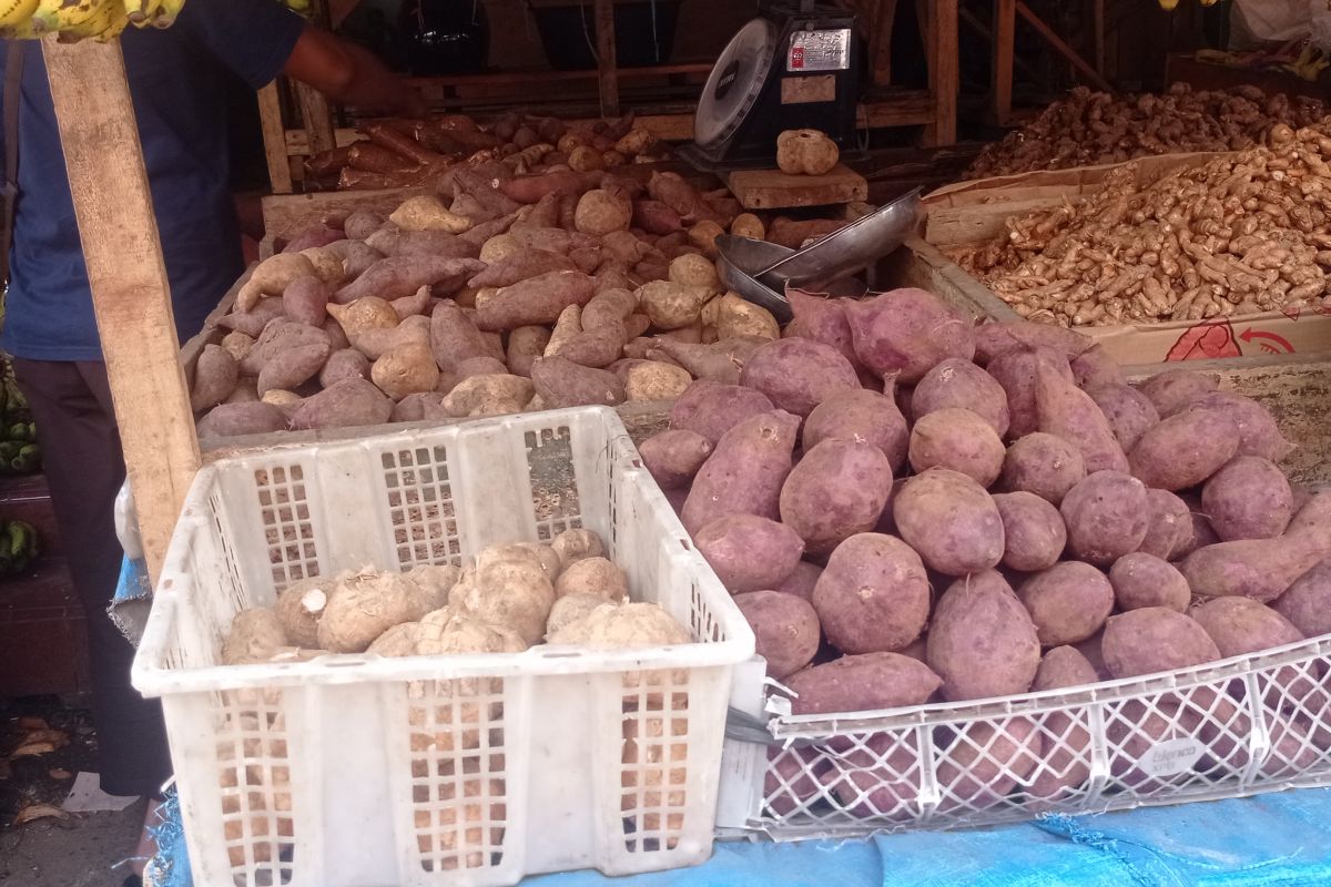 Petani Pandeglang jadi pemasok kebutuhan ubi jalar di Banten