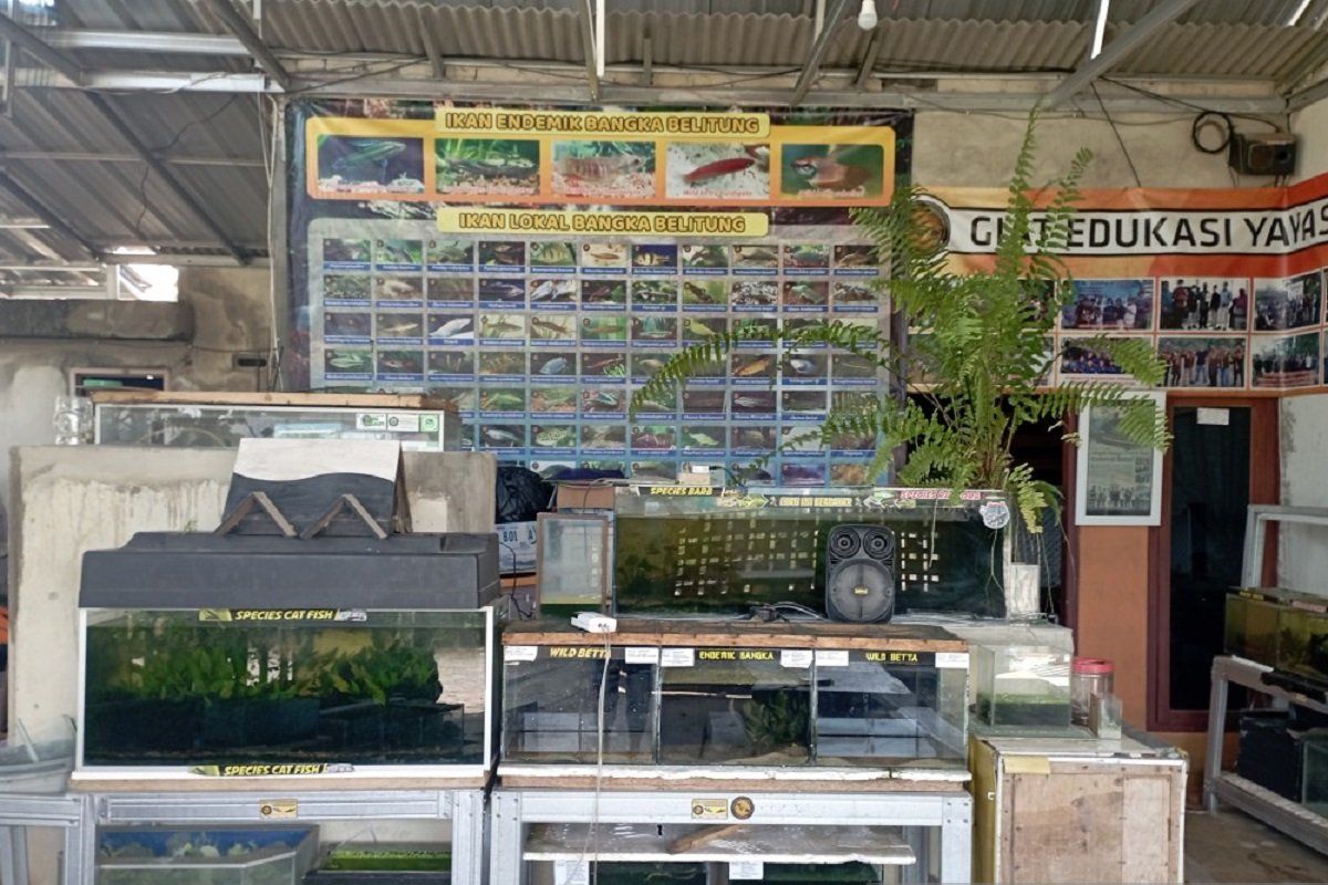 Dukung Yayasan Ikan Endemik Babel, PT Timah Tbk Kembali Kucurkan Bantuan