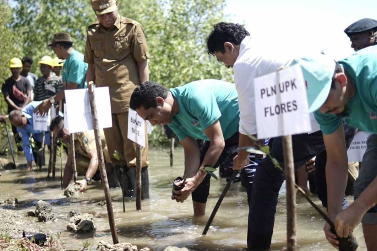 PLN menjaga alam lewat penanaman 1.000 mangrove di Ende