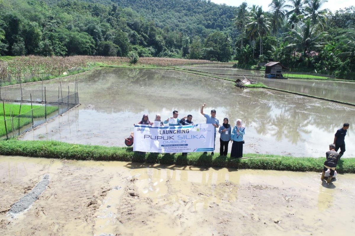 PLN IP PLTU Ombilin manfaatkan FABA jadi pupuk silika