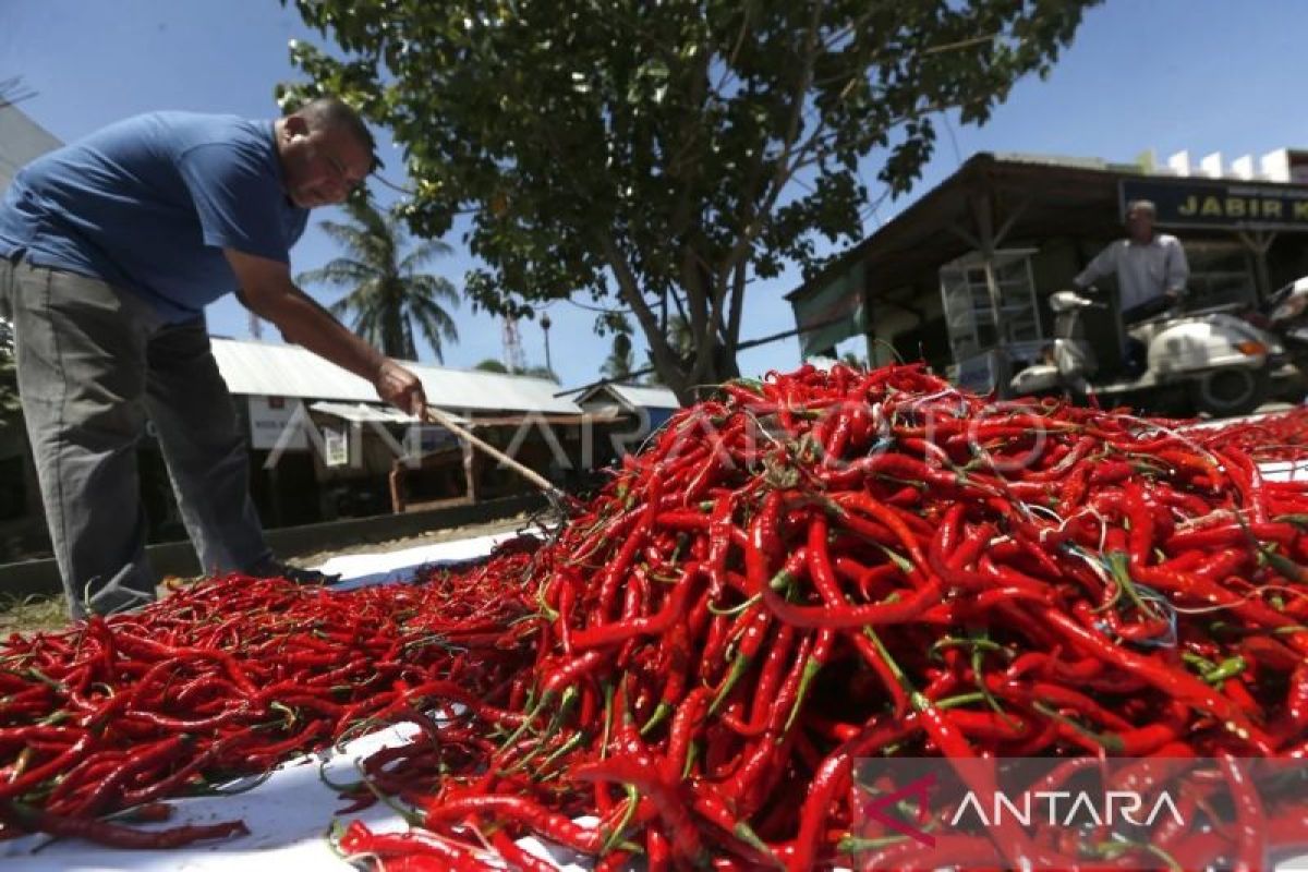 Cabai merah jadi penyumbang inflasi tertinggi di Aceh pada Juli