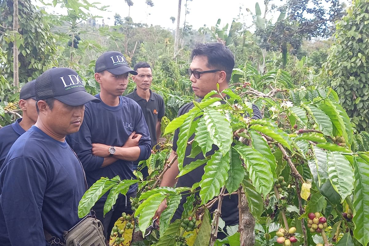 LDC edukasi petani kopi di Ulu Belu Tanggamus Lampung