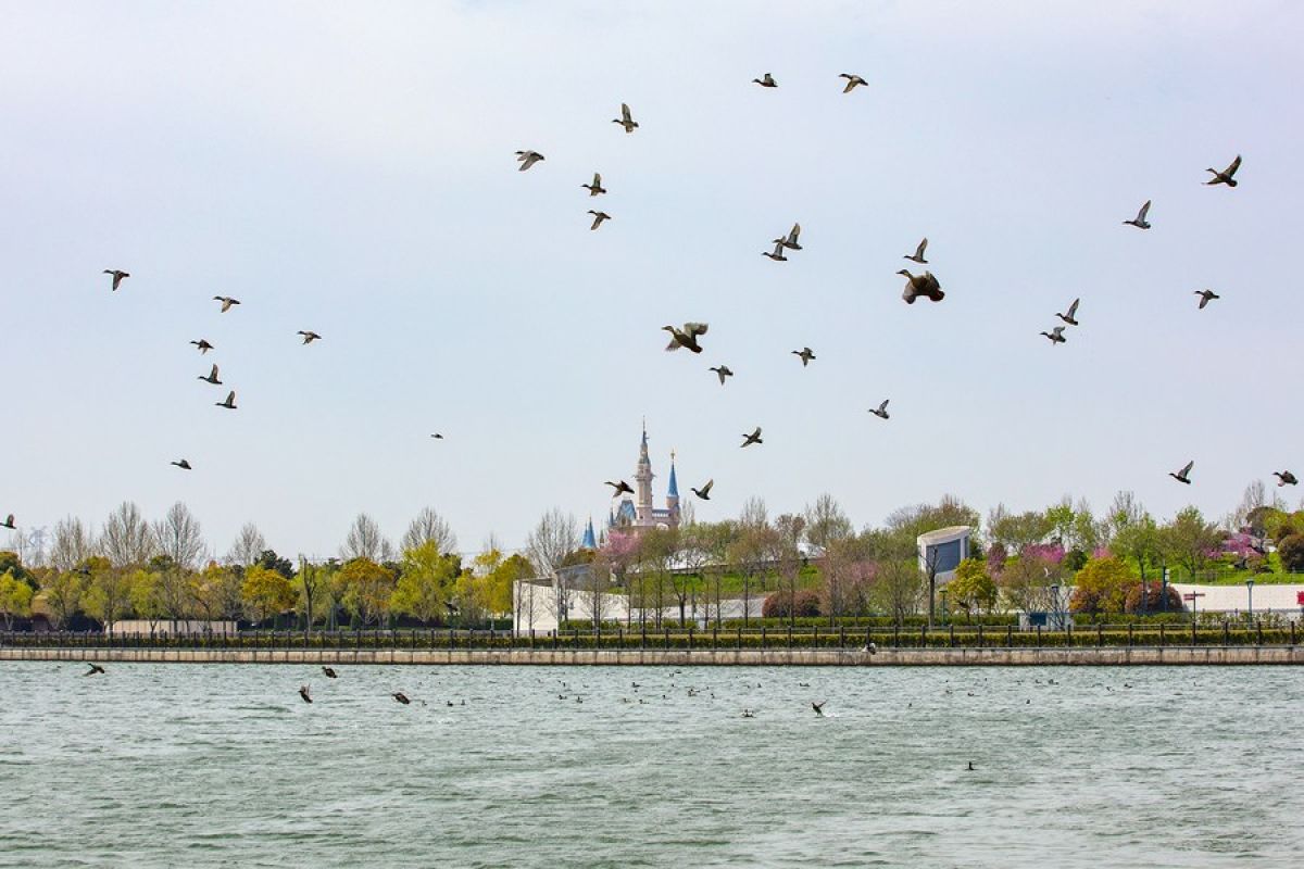 Delta Sungai Yangtze catat lebih dari 1 juta unggas air musim dingin