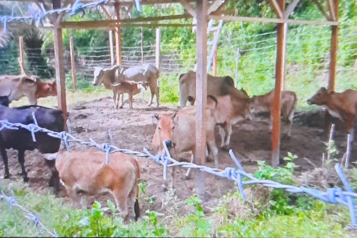 Lindungi ternak dari harimau, BKSDA Sumbar bangun kandang sapi di Agam