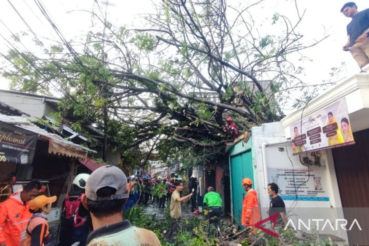 Tiga bangunan tertimpa pohon tumbang di Cakung