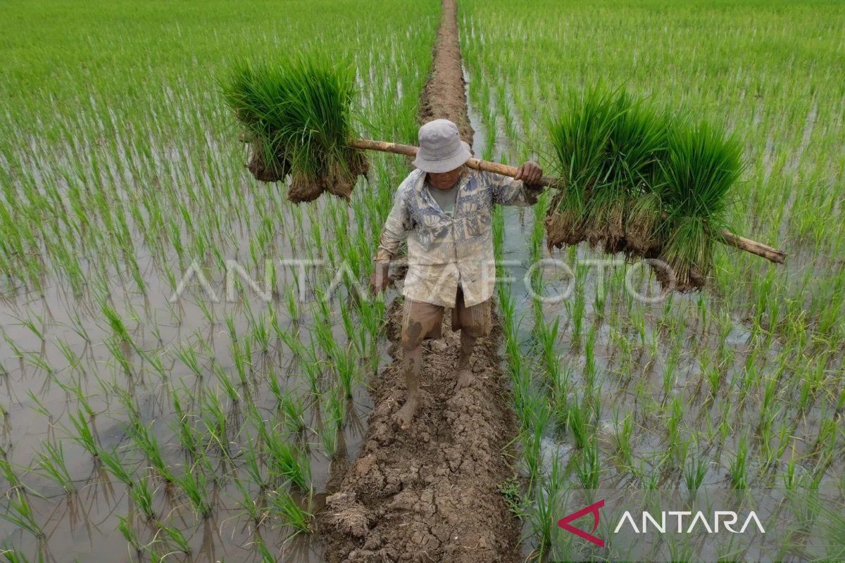 Distanbun: Aplikasi Si Naberkat mudahkan petani pilih benih bermutu