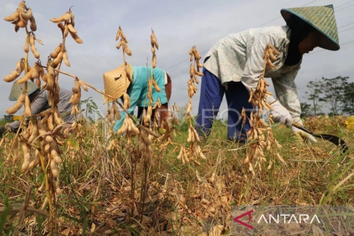 Distanbun Aceh produksi 200 ton benih kedelai bersertifikat hingga semester I 2023