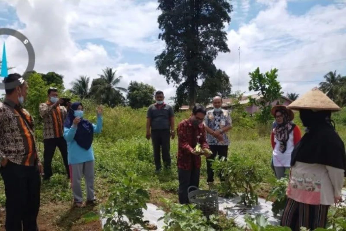 Kabupaten Paser kembangkan pangan lokal hadapi El Nino