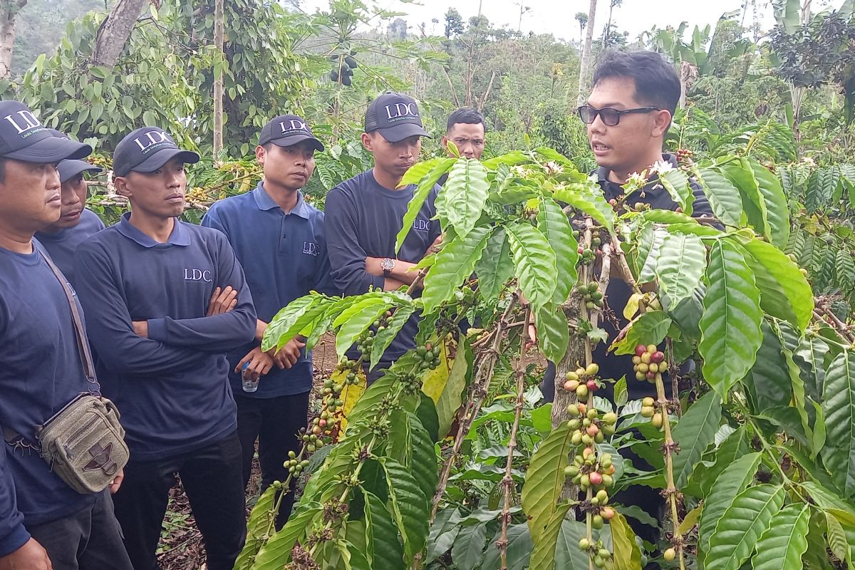 LDC mengedukasi petani kopi di Ulubelu Tanggamus Lampung