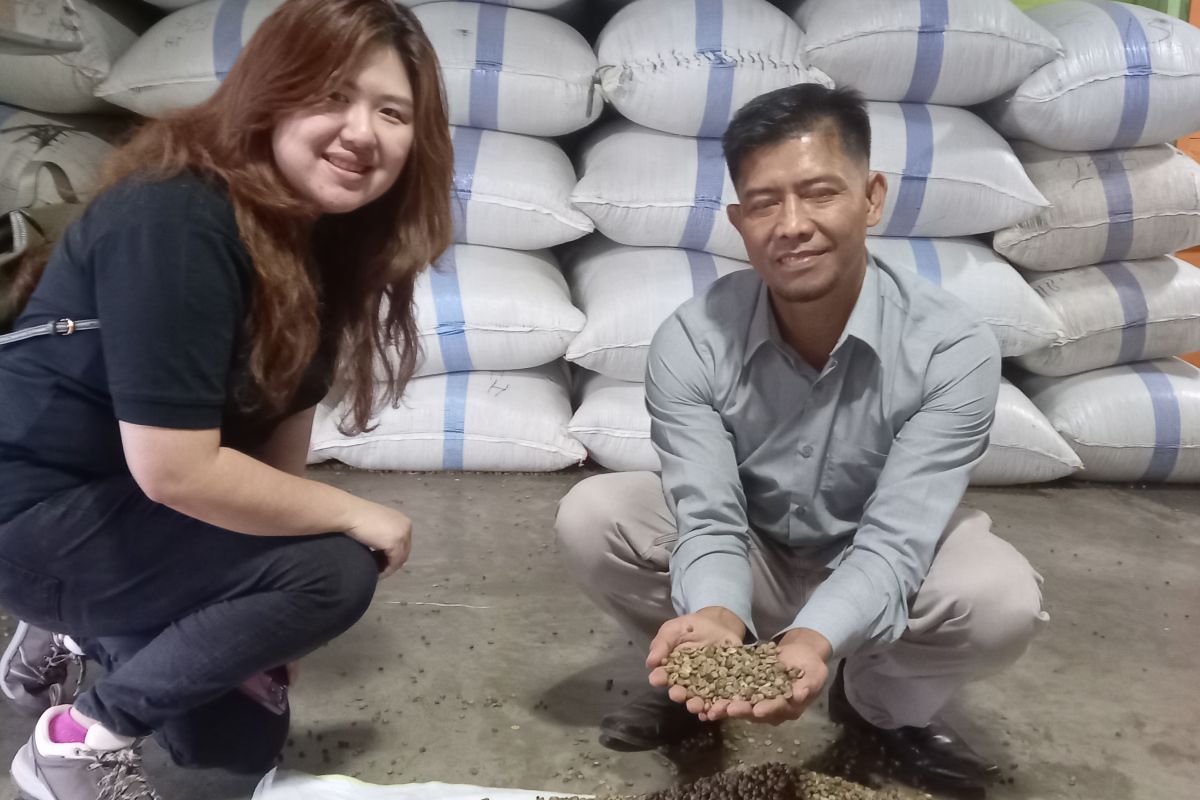 Penyuplai di Ulubelu Lampung memasok biji kopi 1.000 ton ke LDC
