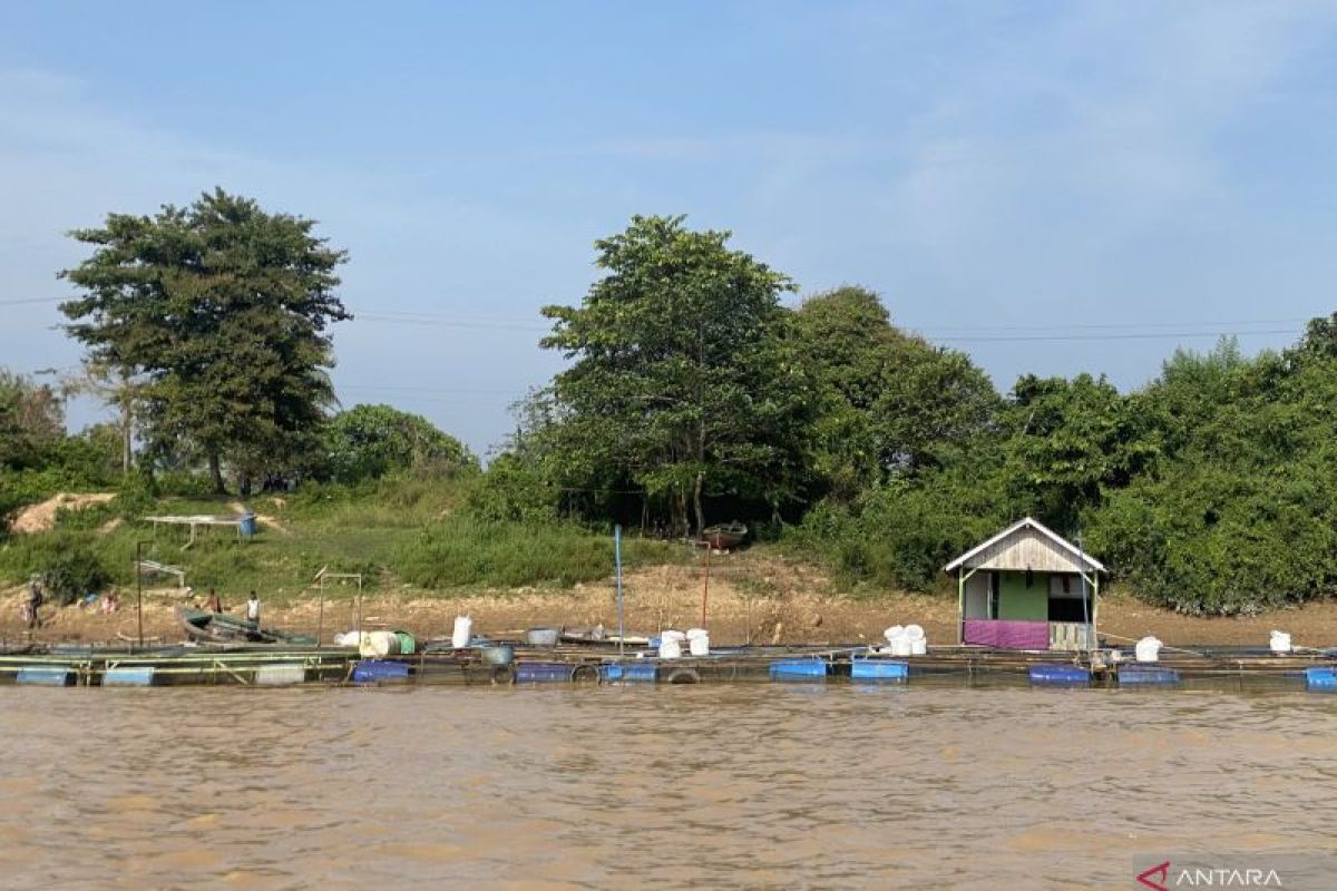 Akademisi: Bentuk zonasi optimalkan budi daya ikan Sungai Batanghari