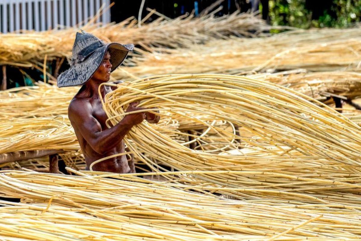 Katingan Mentaya Project luncurkan laporan SDG Impact Report