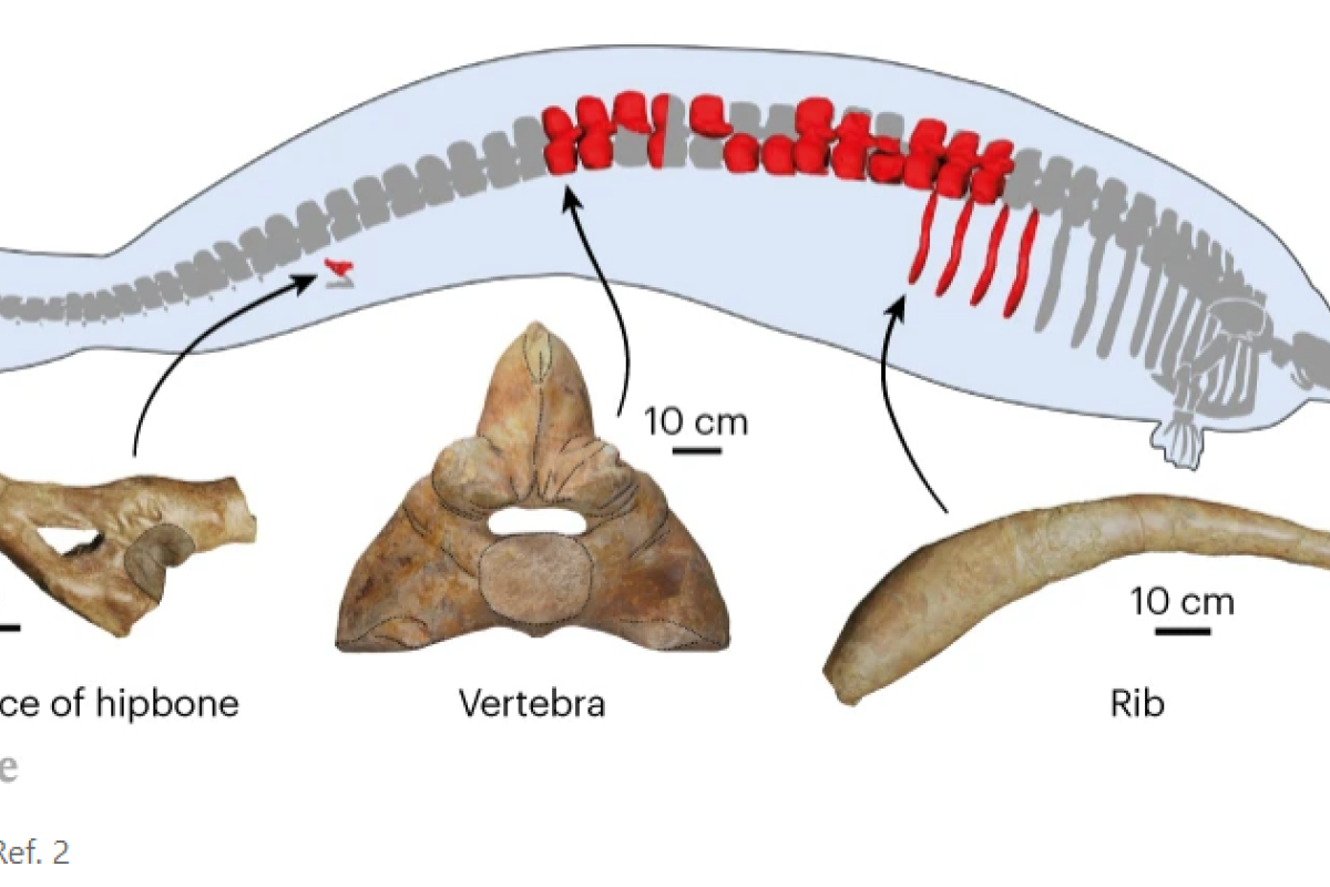 Fosil paus purba di Peru kemungkinan hewan terberat sepanjang masa