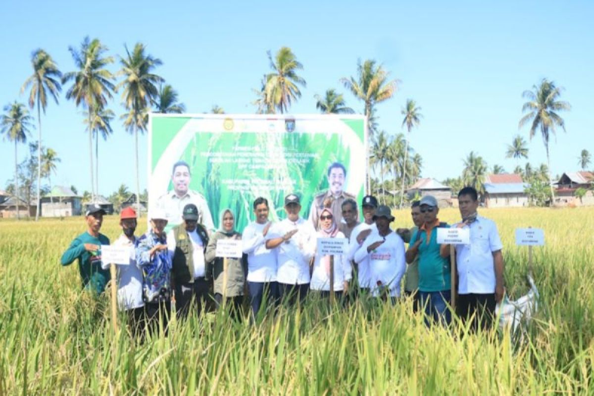 Dinas Pertanian Polewali Mandar mendorong petani gunakan pupuk organik