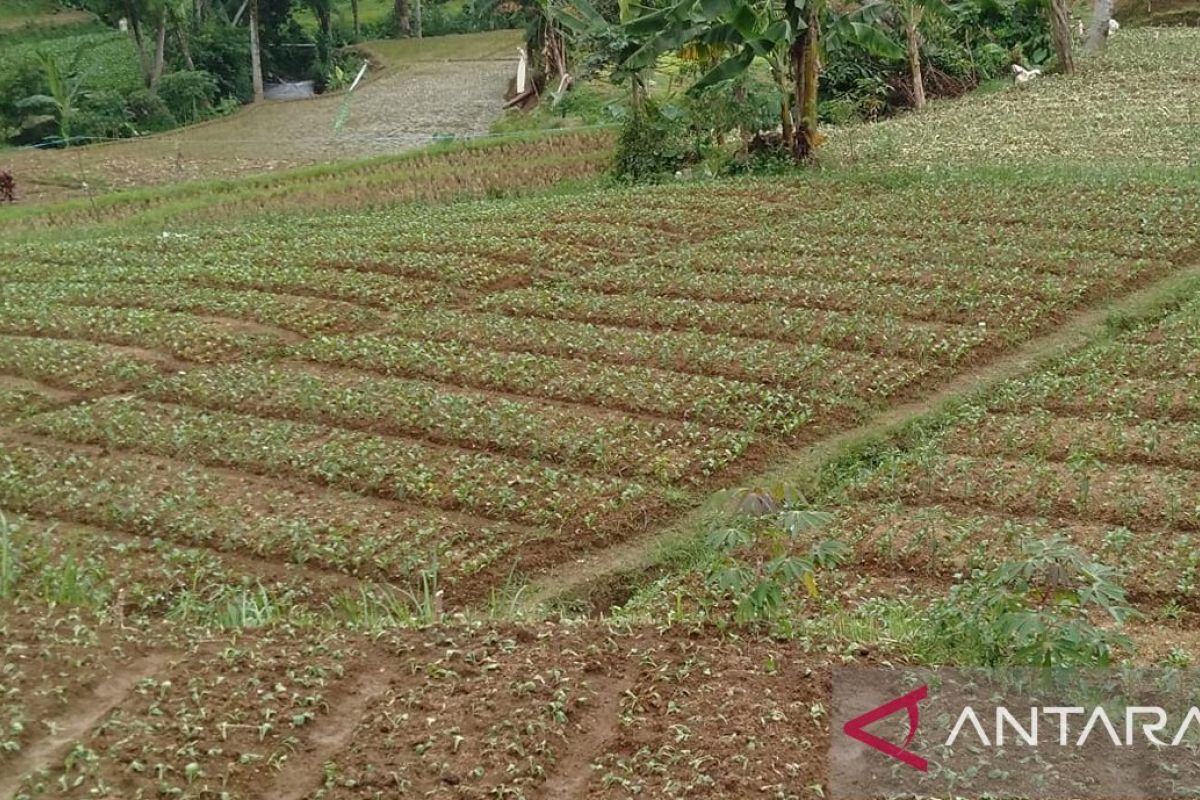 Pemkot Sukabumi kembangkan pertanian organik penuhi permintaan pasar