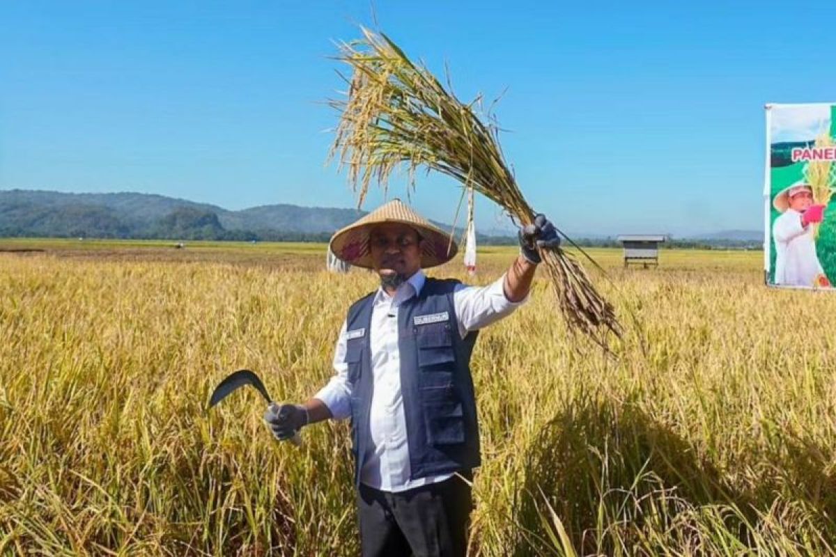 Gubernur Sulsel bareng petani tanam mandiri benih padi di Maros