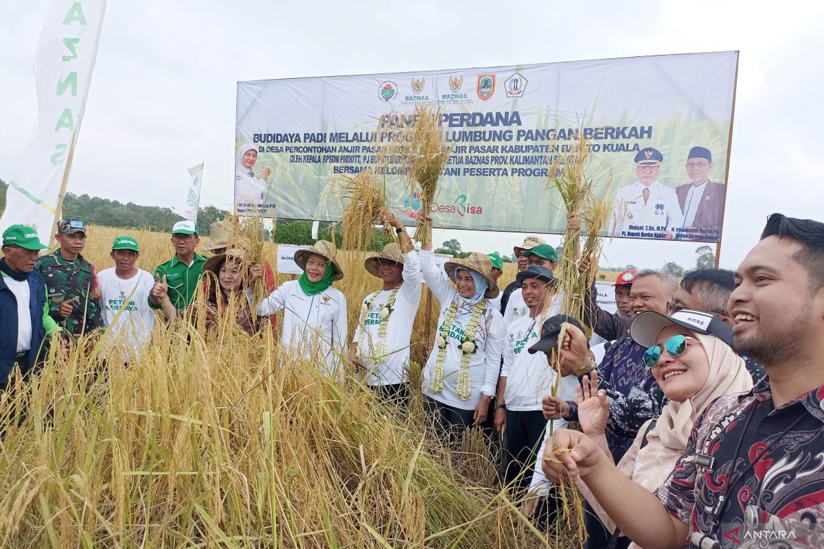 Kemendes panen perdana program lumbung bangan berkah di Barito Kuala