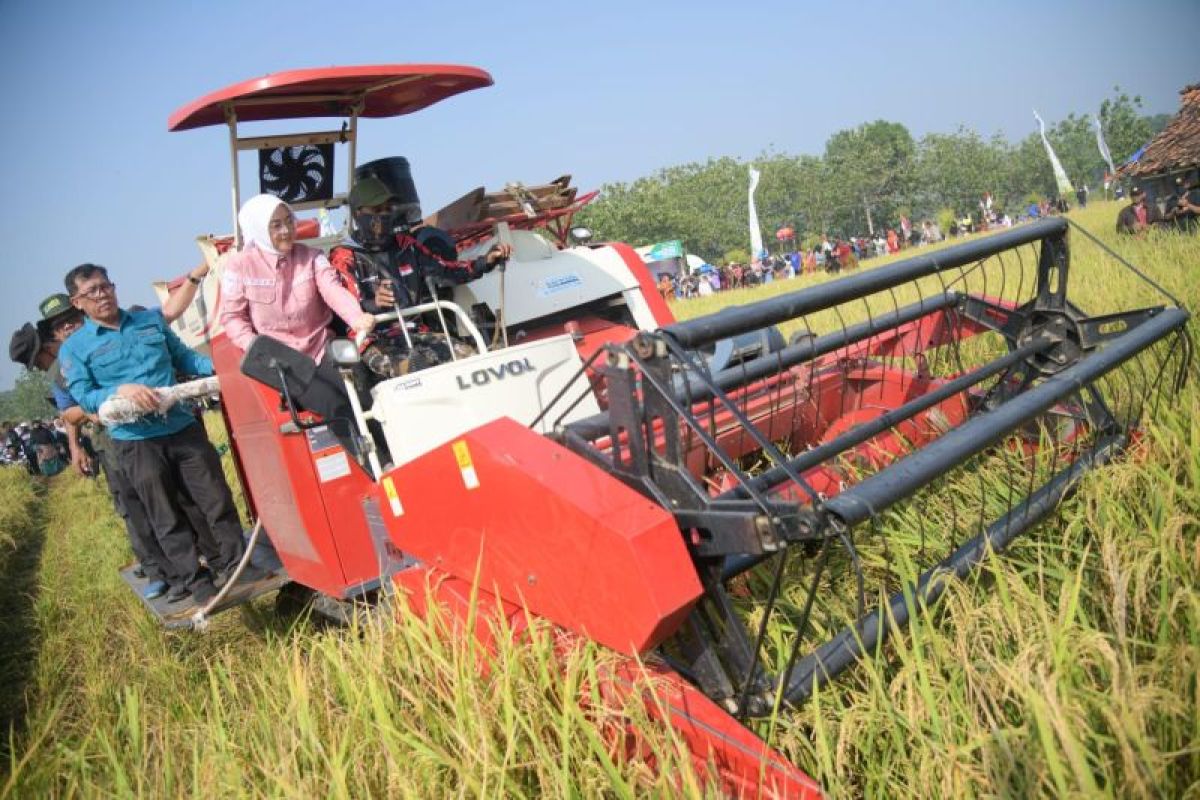 Sawah seluas 4.396 hektare di Purwakarta memasuki musim panen pada Agustus