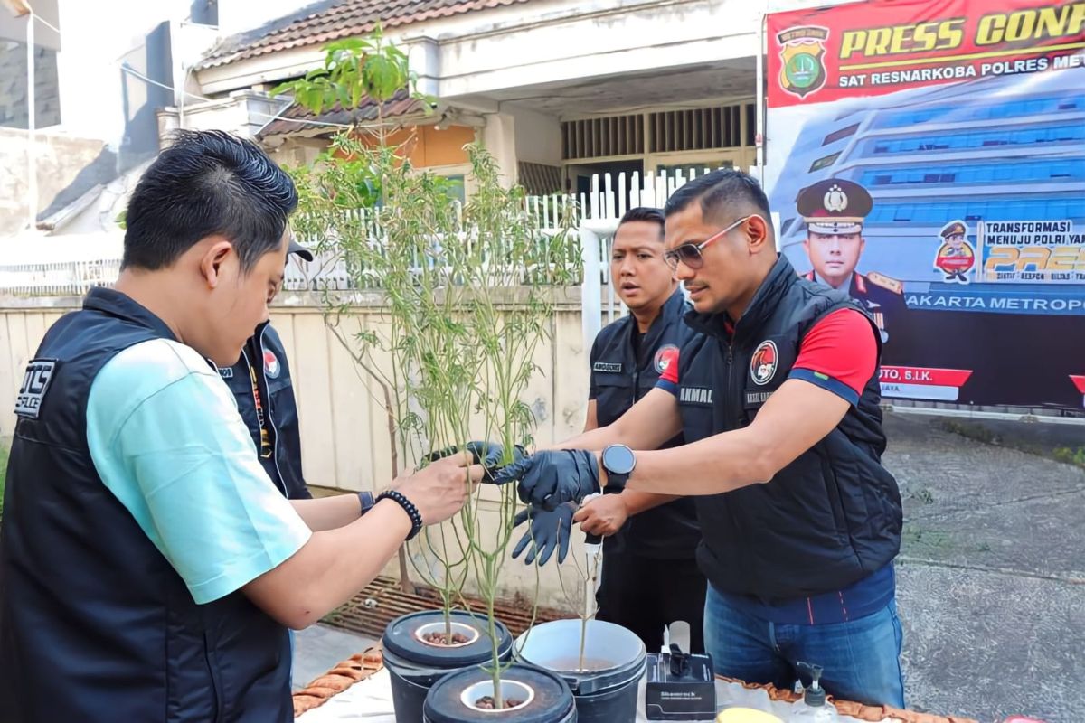 Tanam ganja hidroponik, polisi tangkap pelakunya