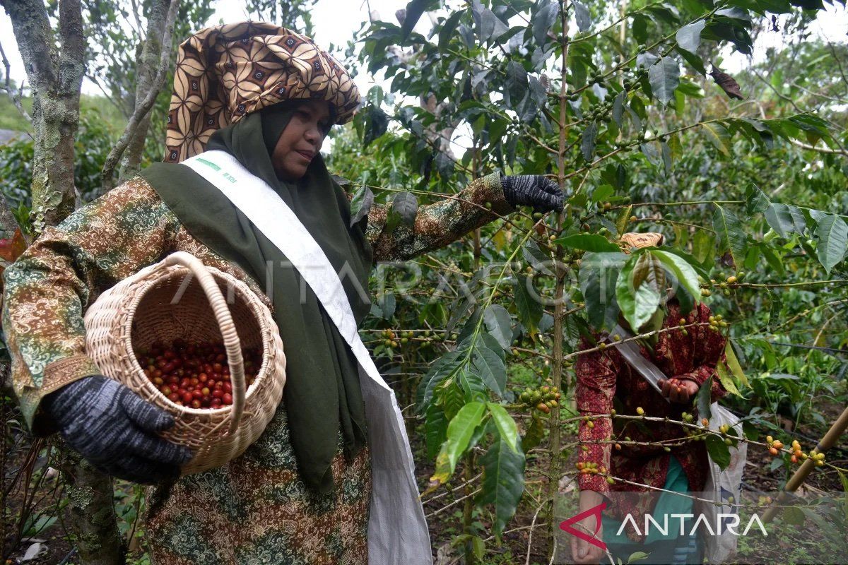 1.800 petani kopi di Bener Meriah miliki asuransi risiko gagal panen