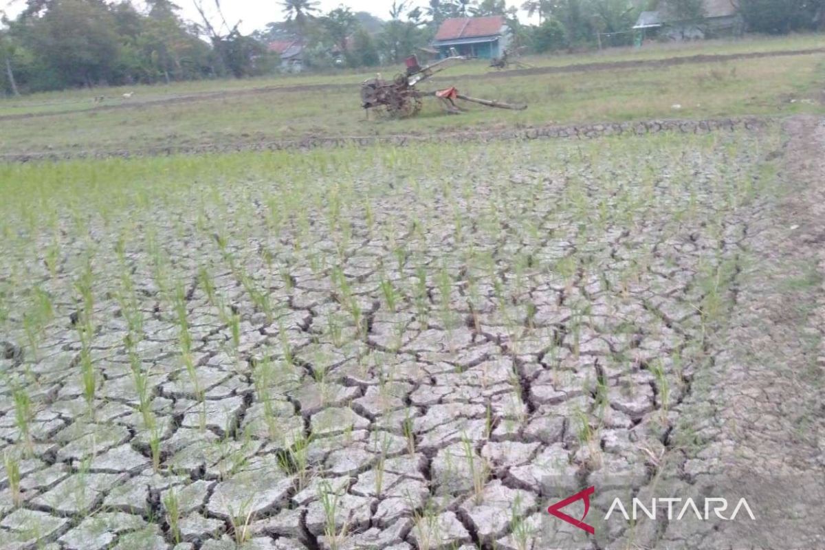 Distan Bekasi petakan lahan pertanian alami kekeringan terdampak El Nino