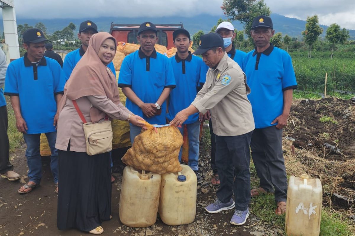 BSIP Jambi distribusi benih kentang varietas Granola ke petani Kerinci