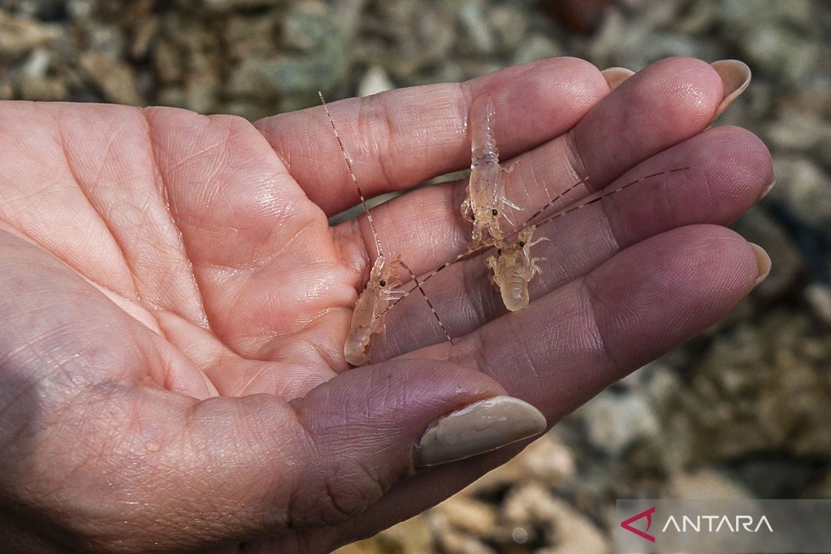 Polri gagalkan penyeludupan ratusan ribu benih lobster di Tangerang
